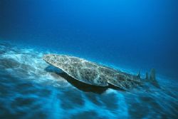 SQUATINA SQUATINA, or angel shark caught at the north of ... by Arthur Telle Thiemann 